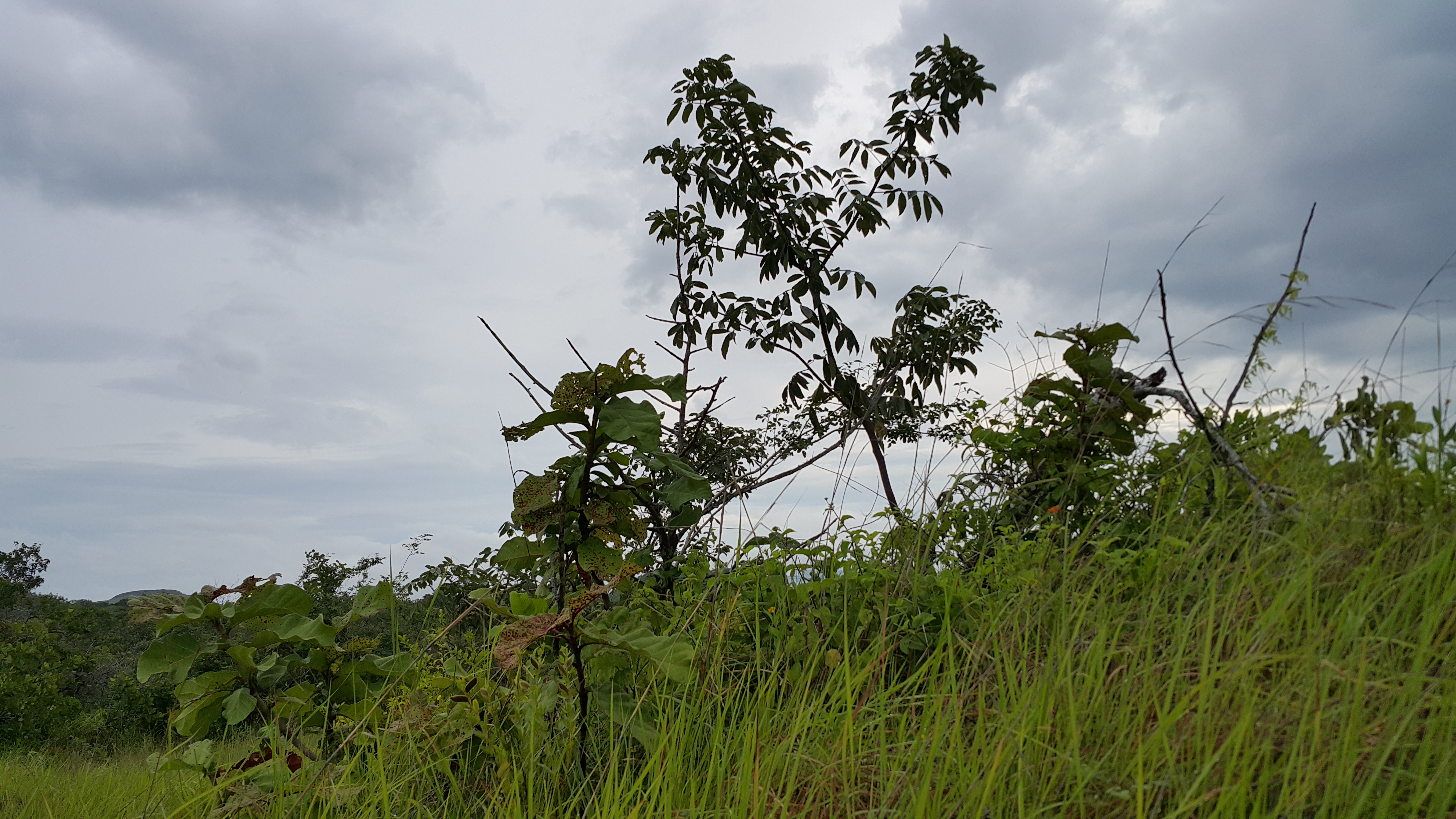 Lush green plants and trees in Panama EcoVillage under cloudy sky.