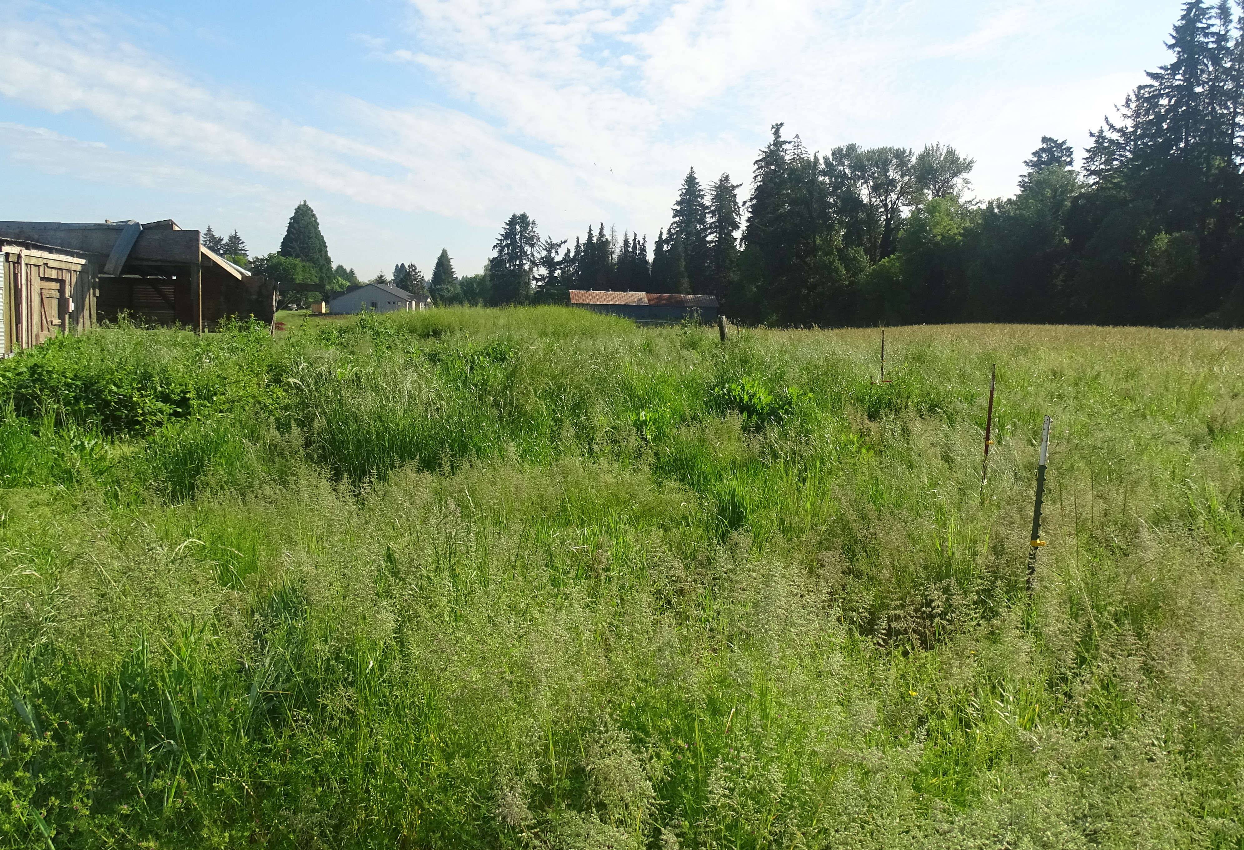 Lush green field at Labishire Homestead Commons with trees and buildings in background.
