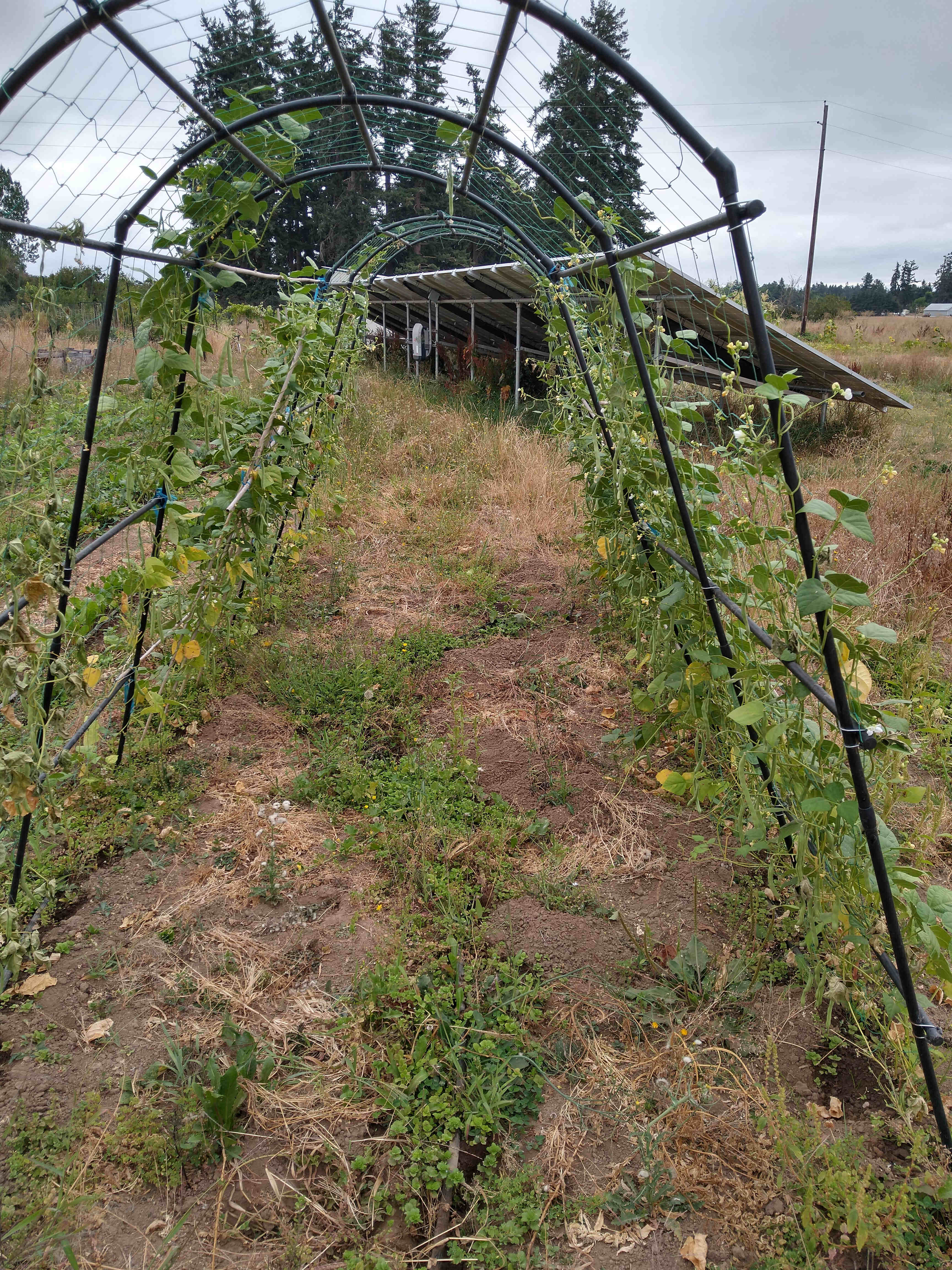 Community garden with arched trellis and growing plants.
