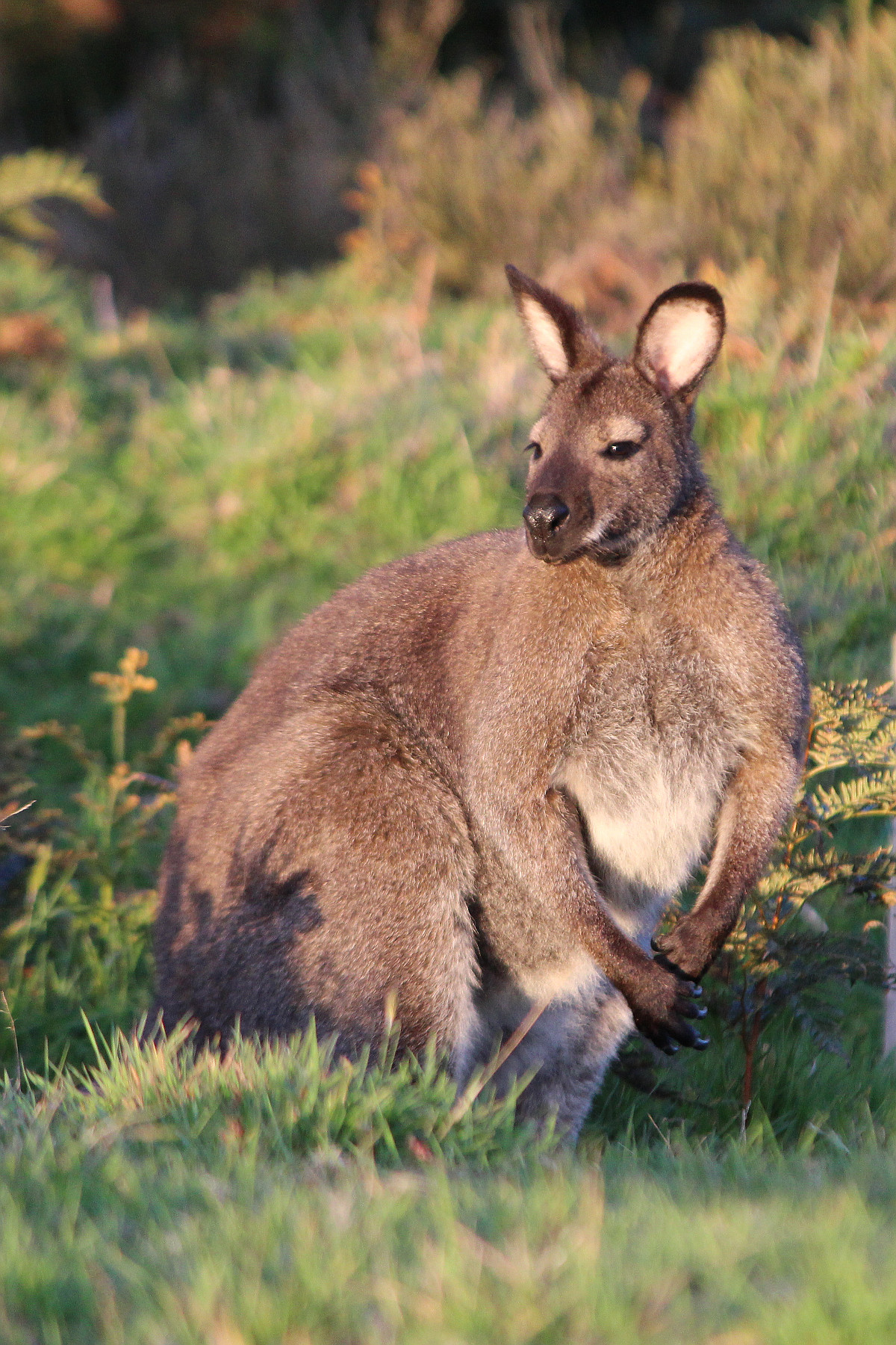 Kangaroo in natural habitat at Tasman Ecovillage.