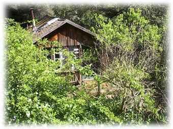 Rustic cabin surrounded by lush greenery in Coho Canyon.
