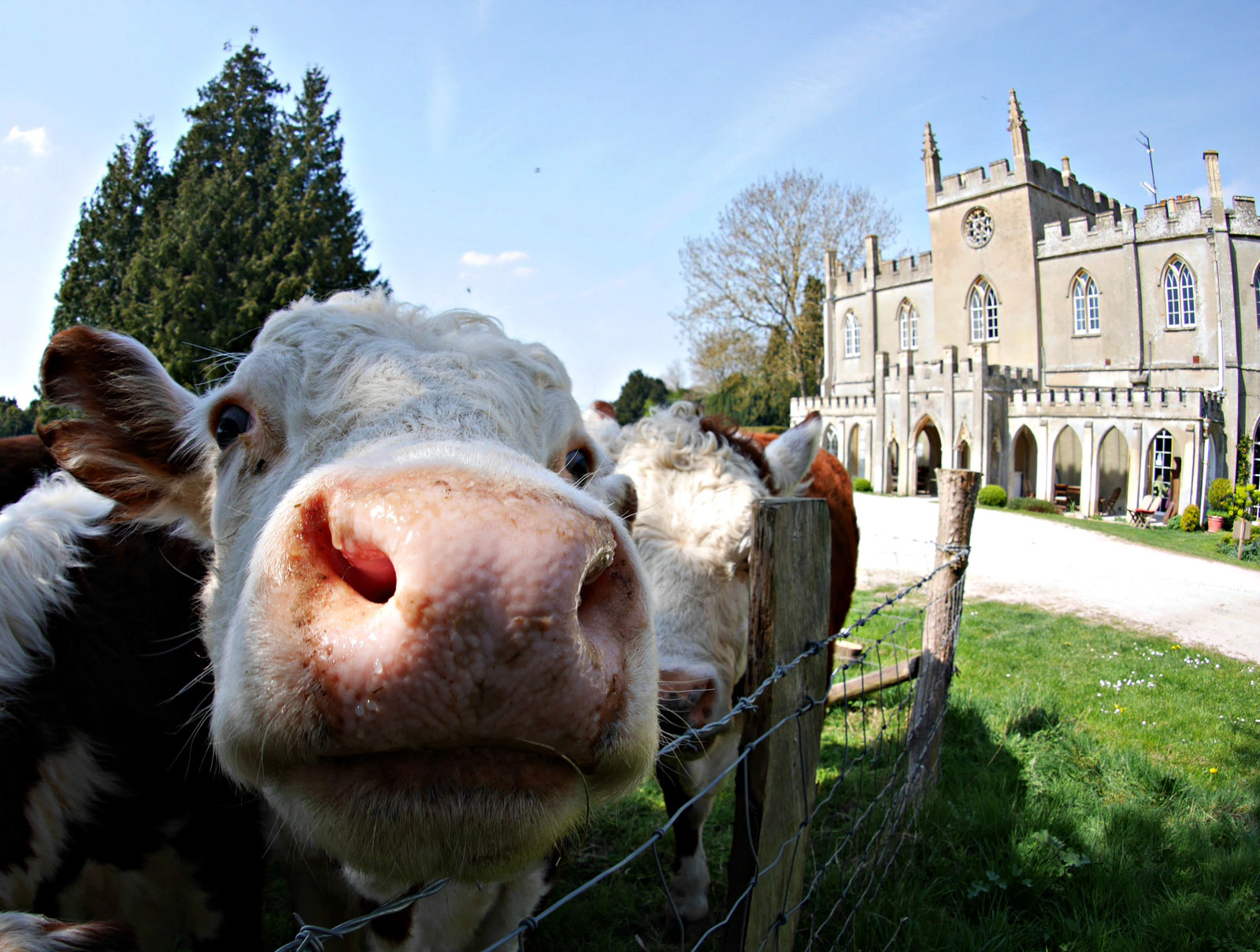 Close-up of cows near Braziers Park estate in Oxfordshire, UK.