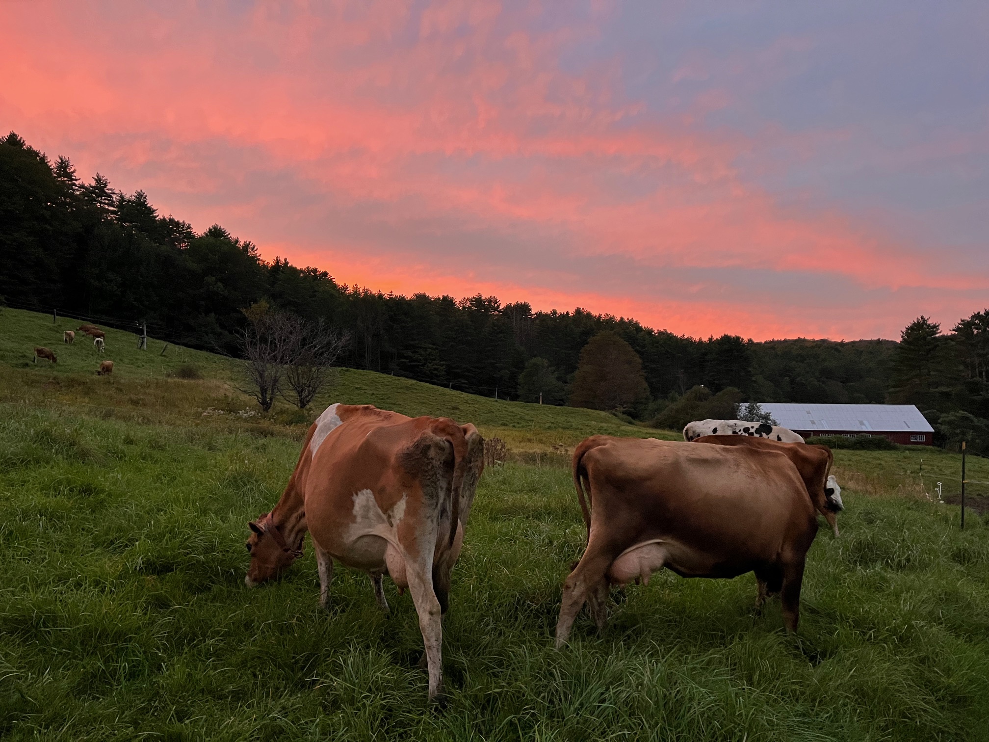Cows grazing in a green field at sunset in Vermont eco-village.