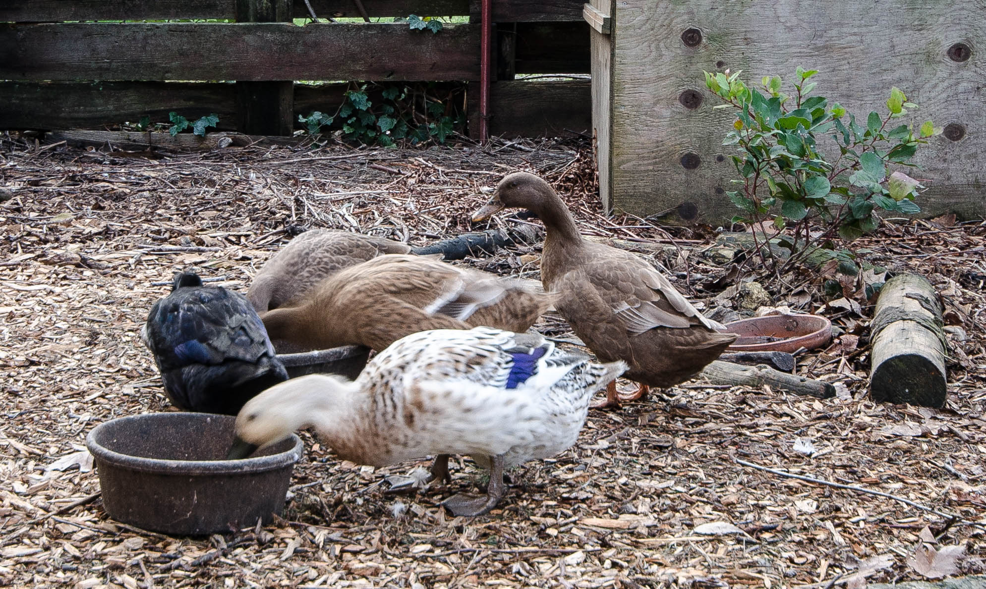 Group of ducks and a goose feeding in a farmyard setting.