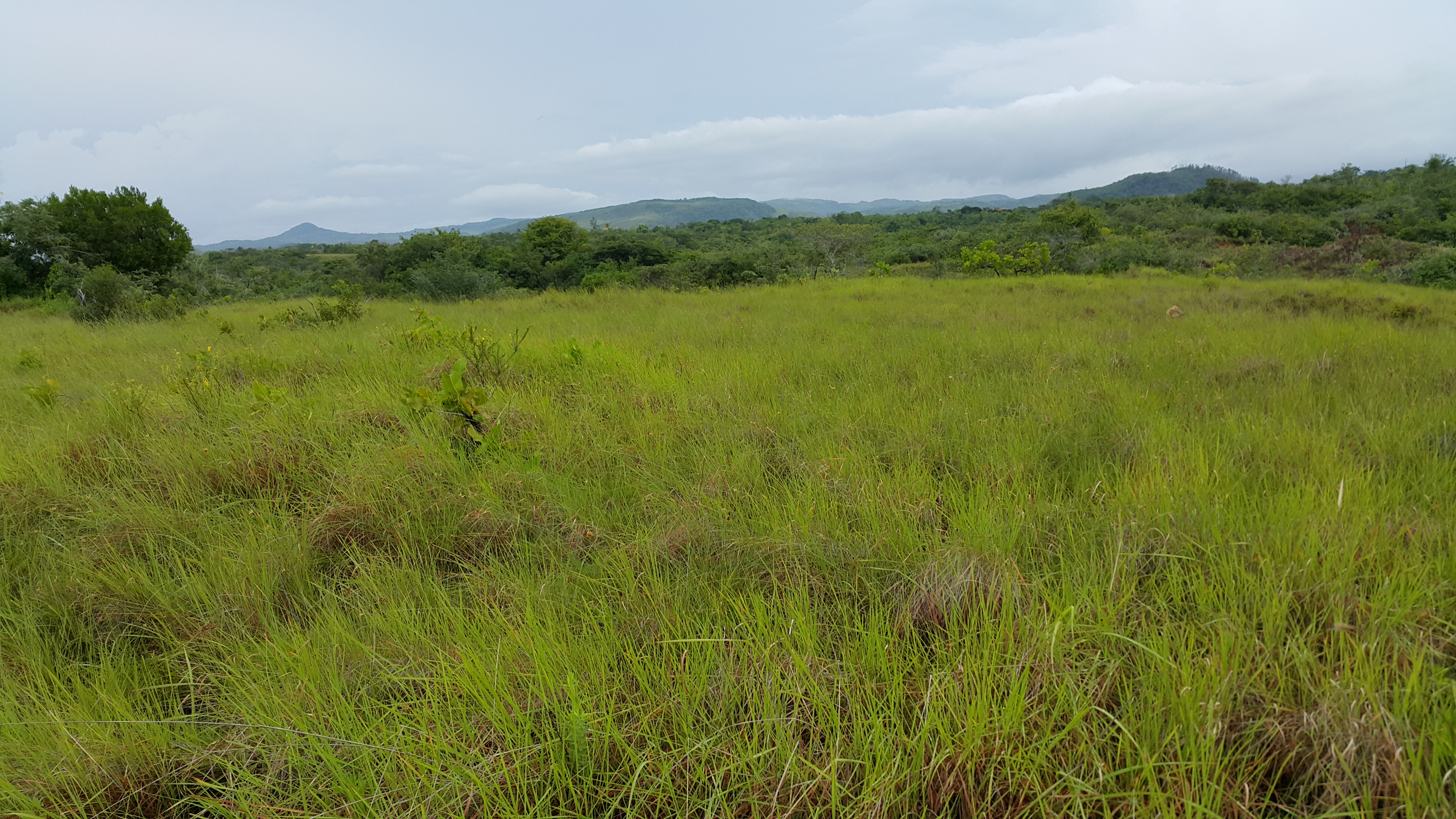 Lush green grassland in Panama for eco-friendly living.