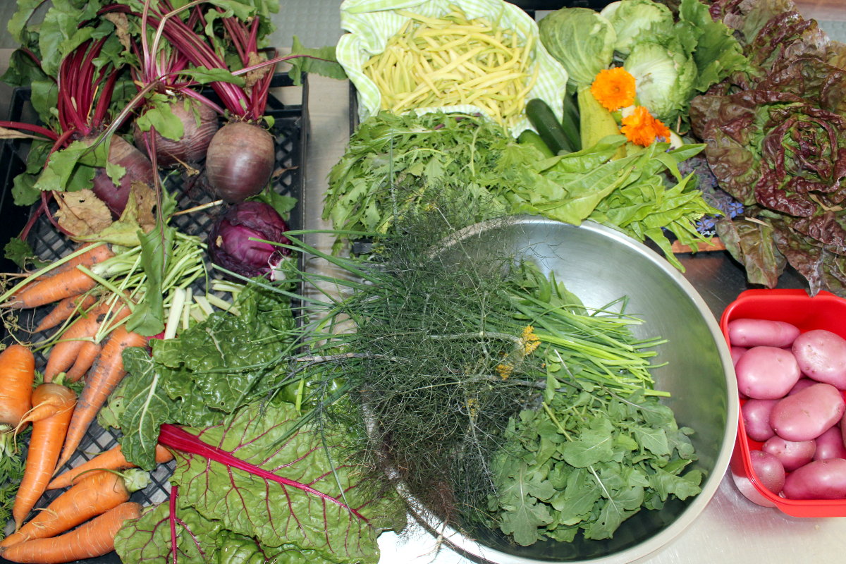 Variety of fresh vegetables including carrots, lettuce, radishes, and herbs.