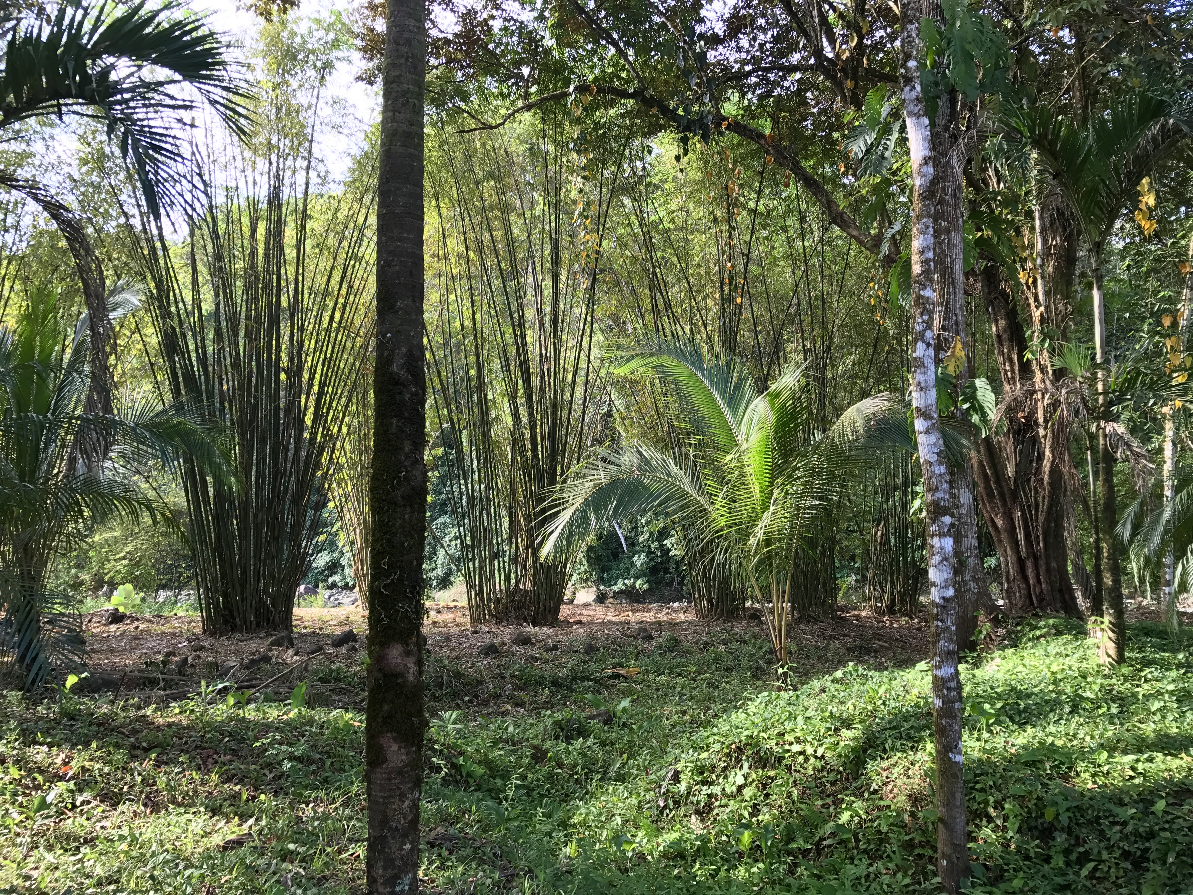 Dense tropical forest with tall trees and lush greenery at RiverFalls Village.