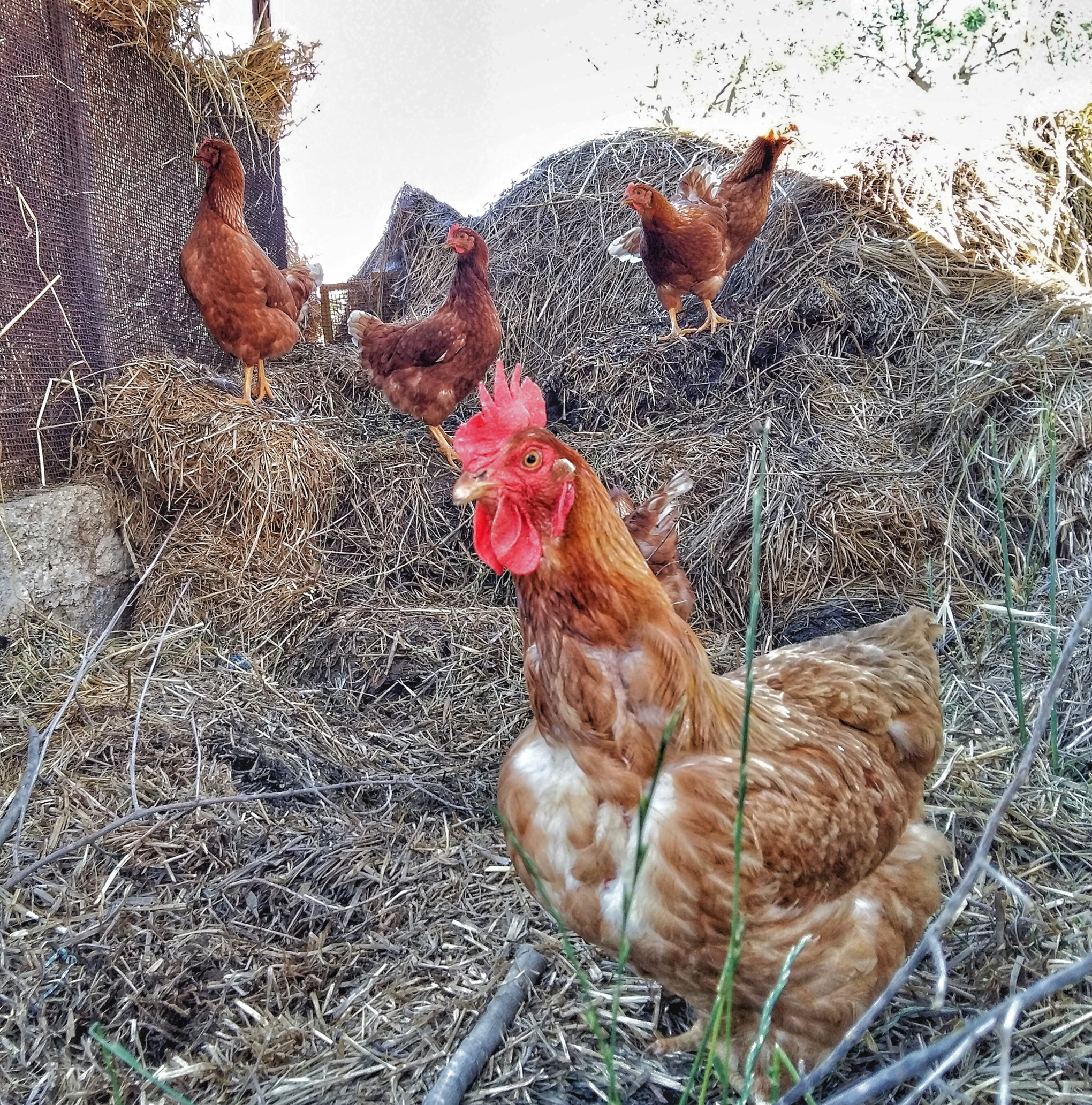 Brown hen with red comb and five chickens on haystack.