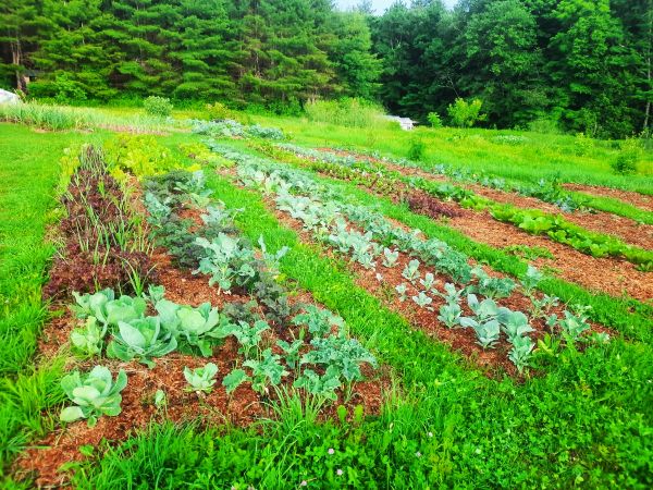Vegetable garden with lush greens at Earthen Grove Ecovillage.