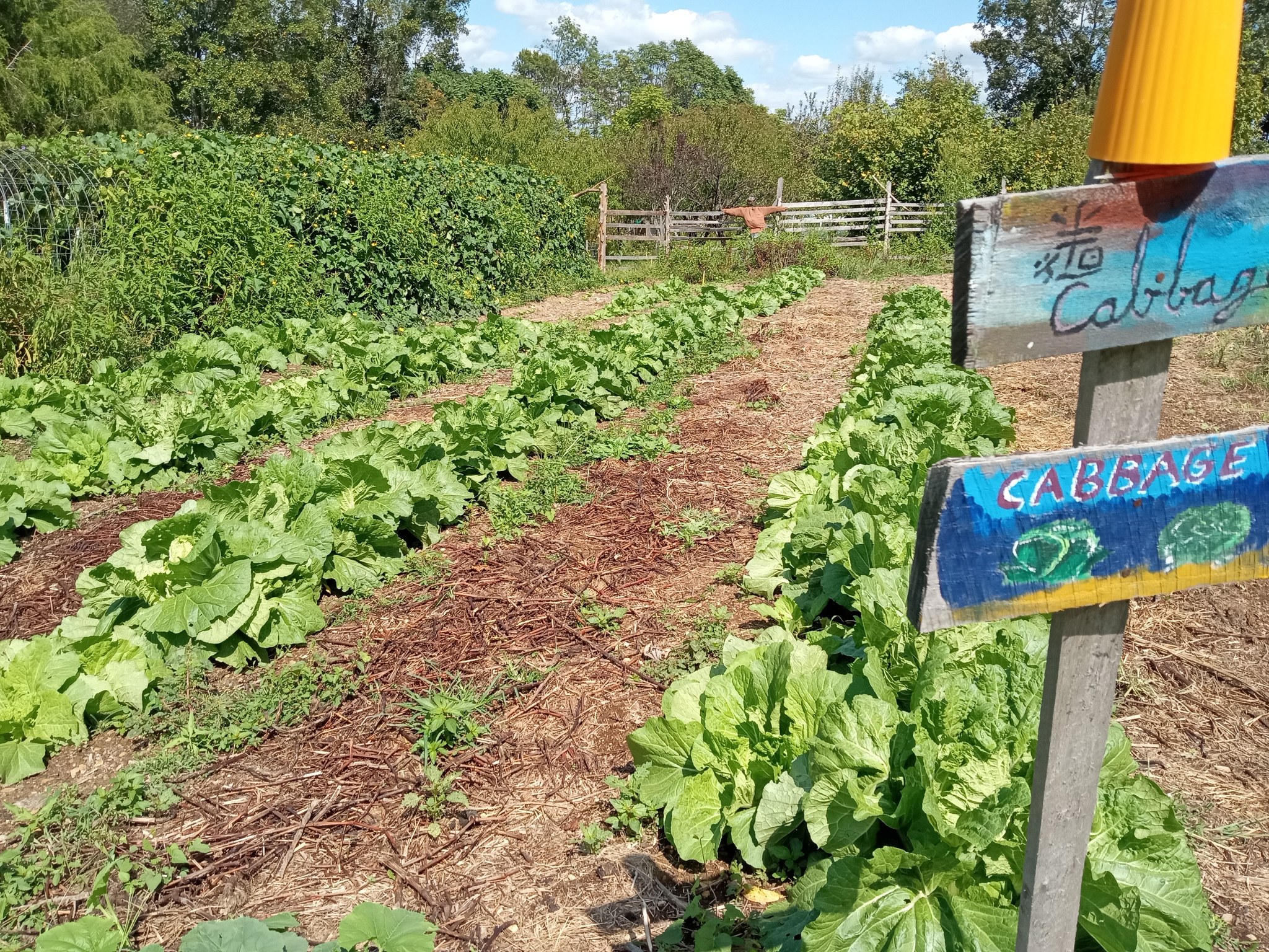 Rows of lush green cabbage plants in a community garden.