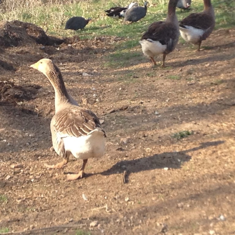 Group of geese walking on dirt ground in a natural outdoor environment.