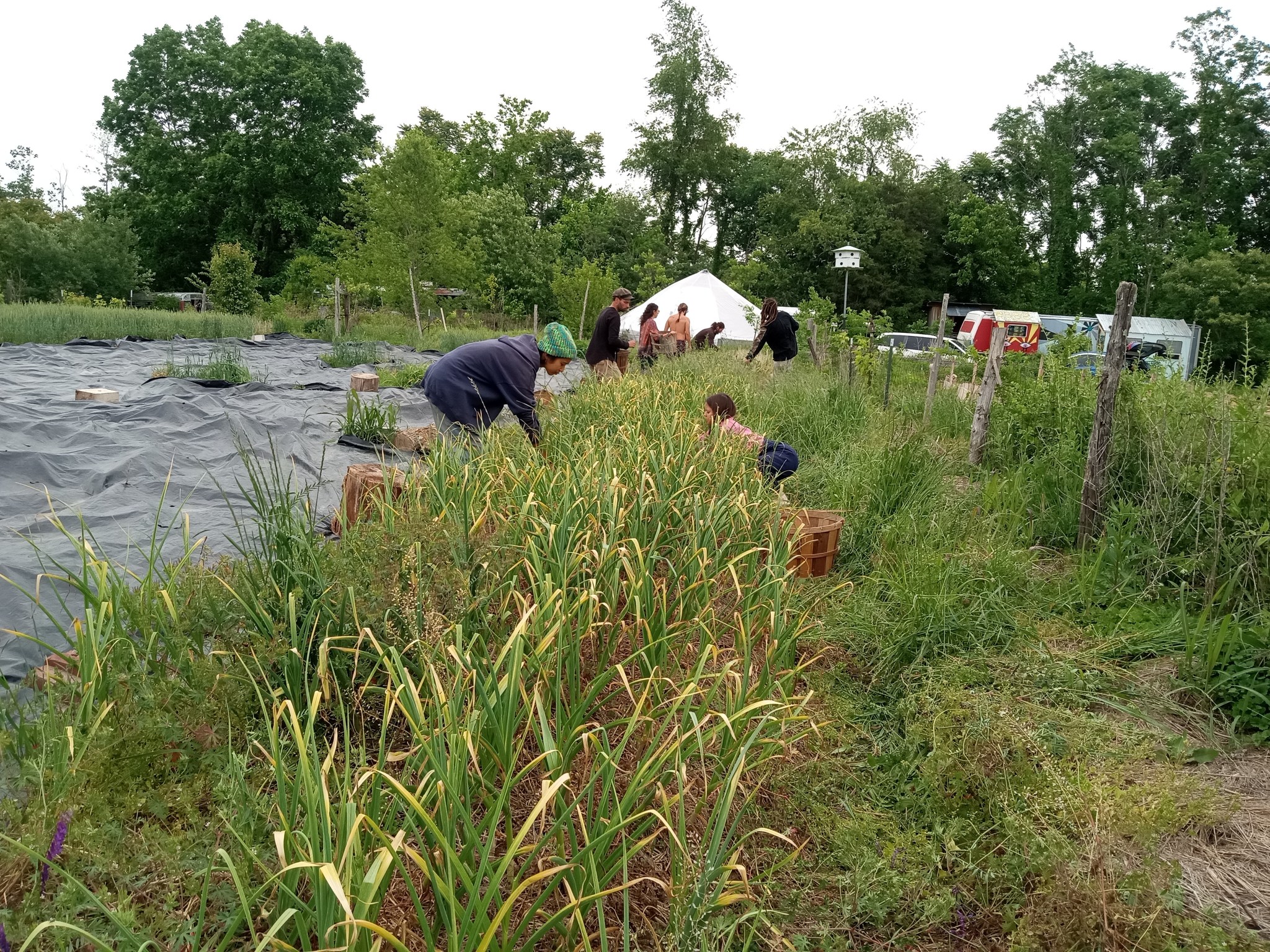 People working together in a community garden with crops and tents.