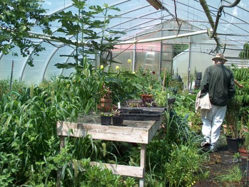 People working in a lush community greenhouse with various plants and vegetables.