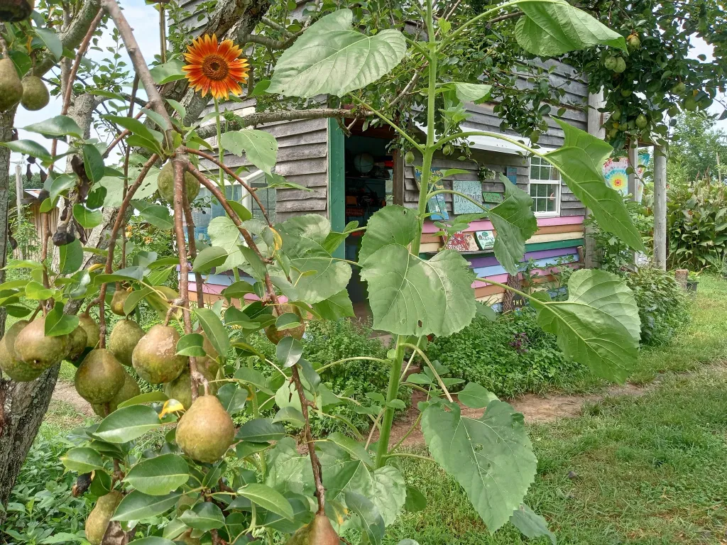 Colorful tiny house surrounded by lush greenery and fruit-bearing trees.