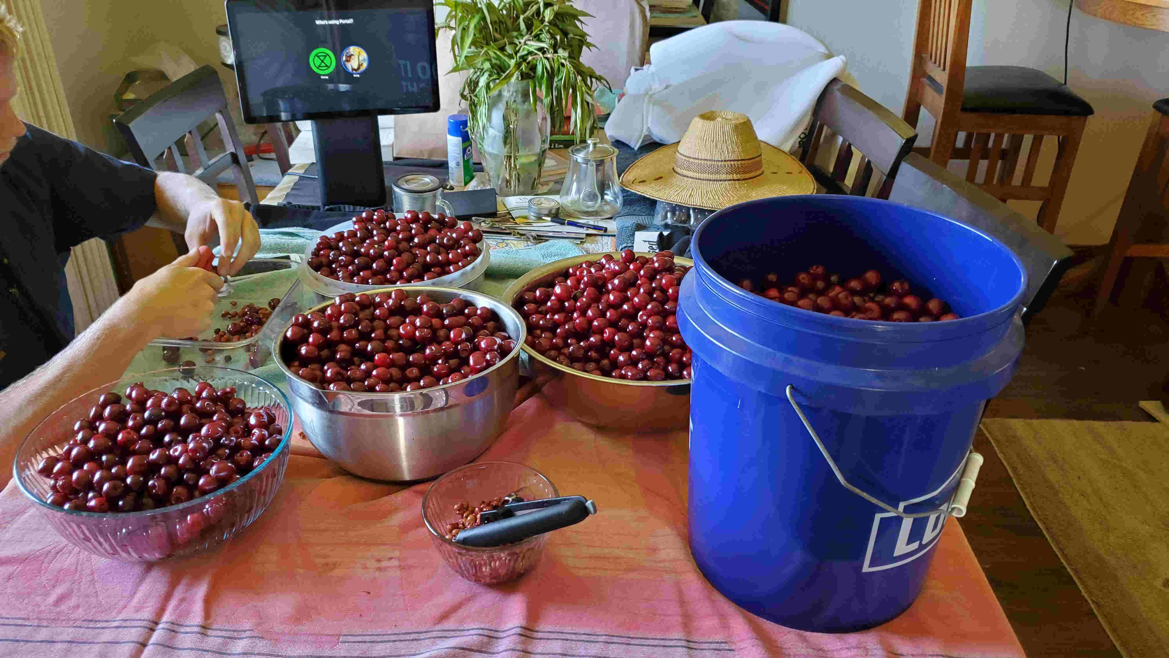 People harvesting cherries with buckets and tools at Labishire Homestead Commons.
