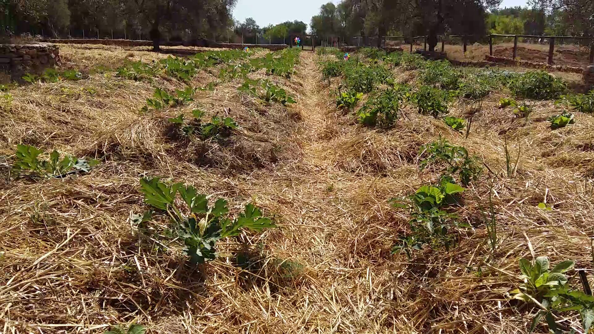 Community farm with organic vegetables and lush greenery in a rural setting.