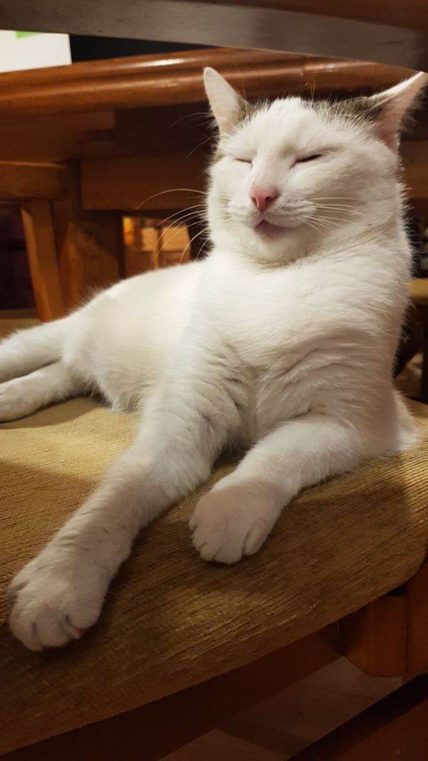 Relaxed white cat with closed eyes lying on wooden surface.