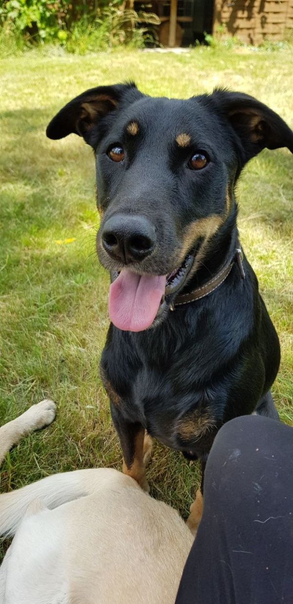 Happy black and tan dog sitting outdoors in a garden setting.