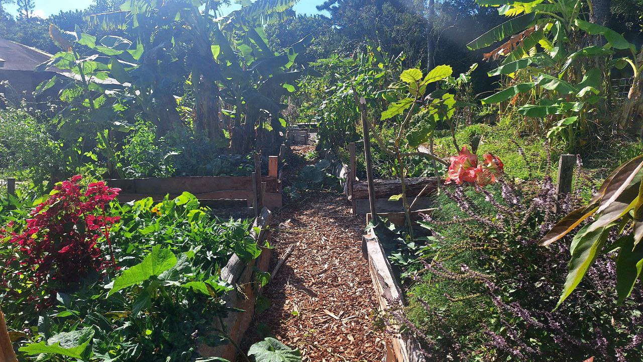 Lush community garden with diverse plants and pathways at Earthsong Foundation.