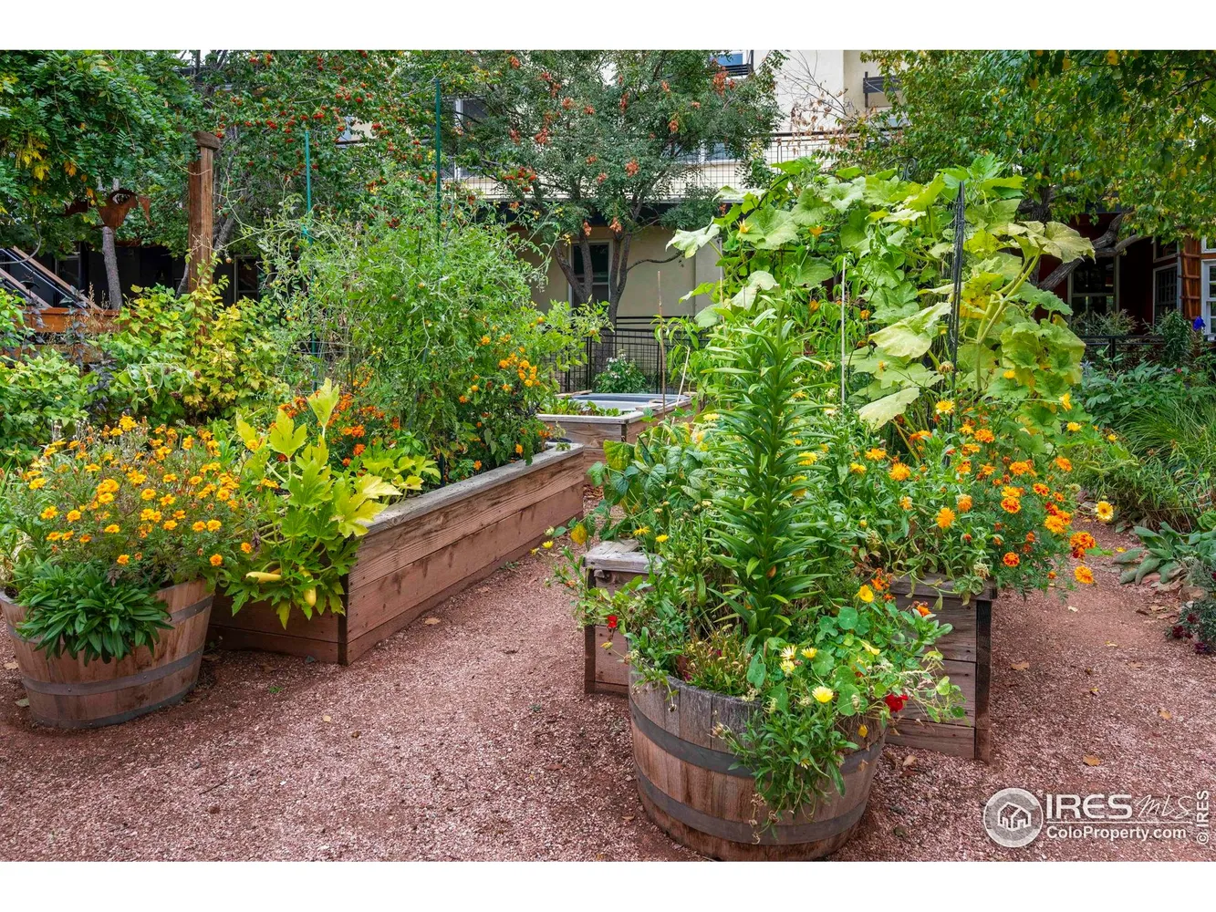 Lush community garden with vibrant flowers and greenery at Silver Sage Village.