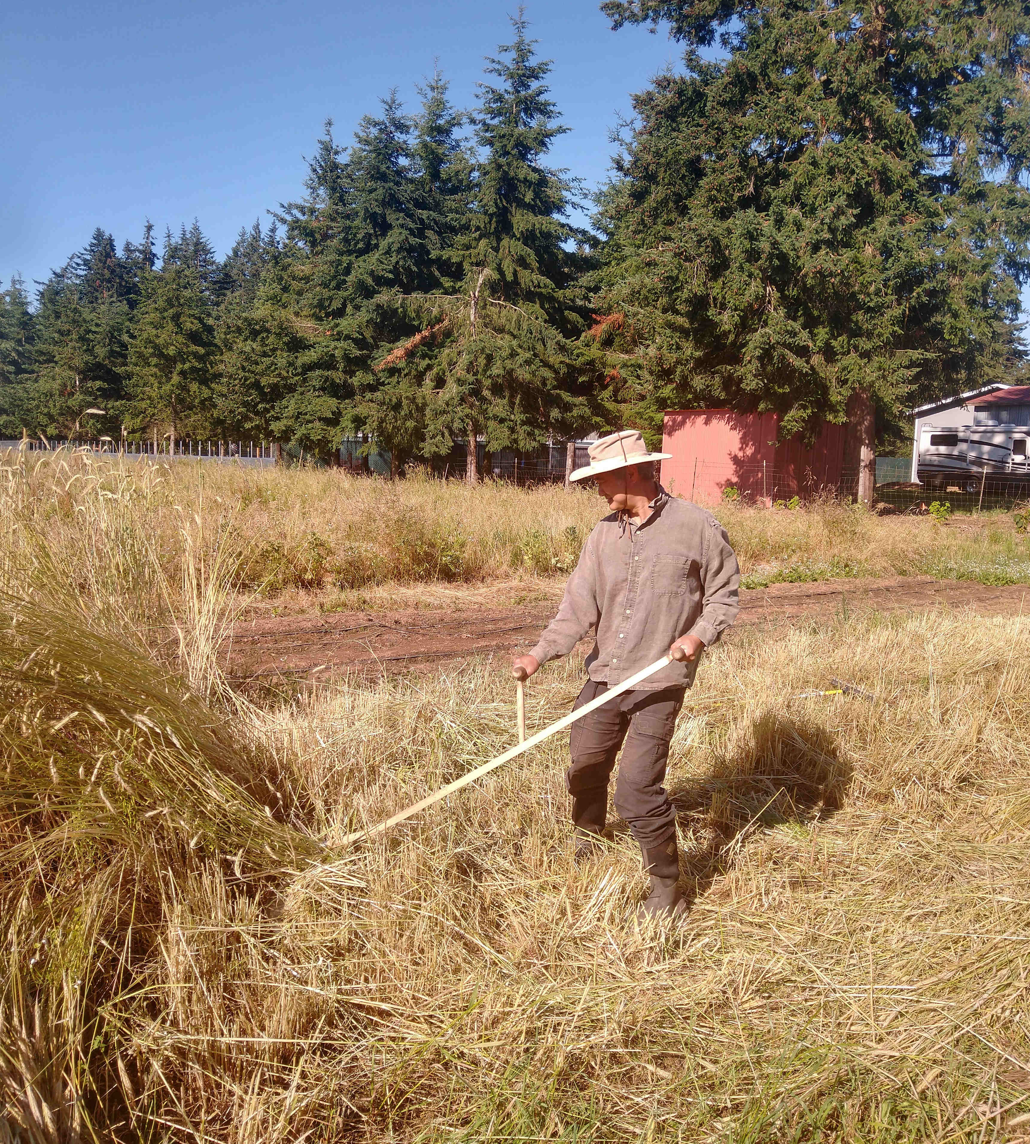 Person harvesting hay at Labishire Homestead Commons in a rural setting.
