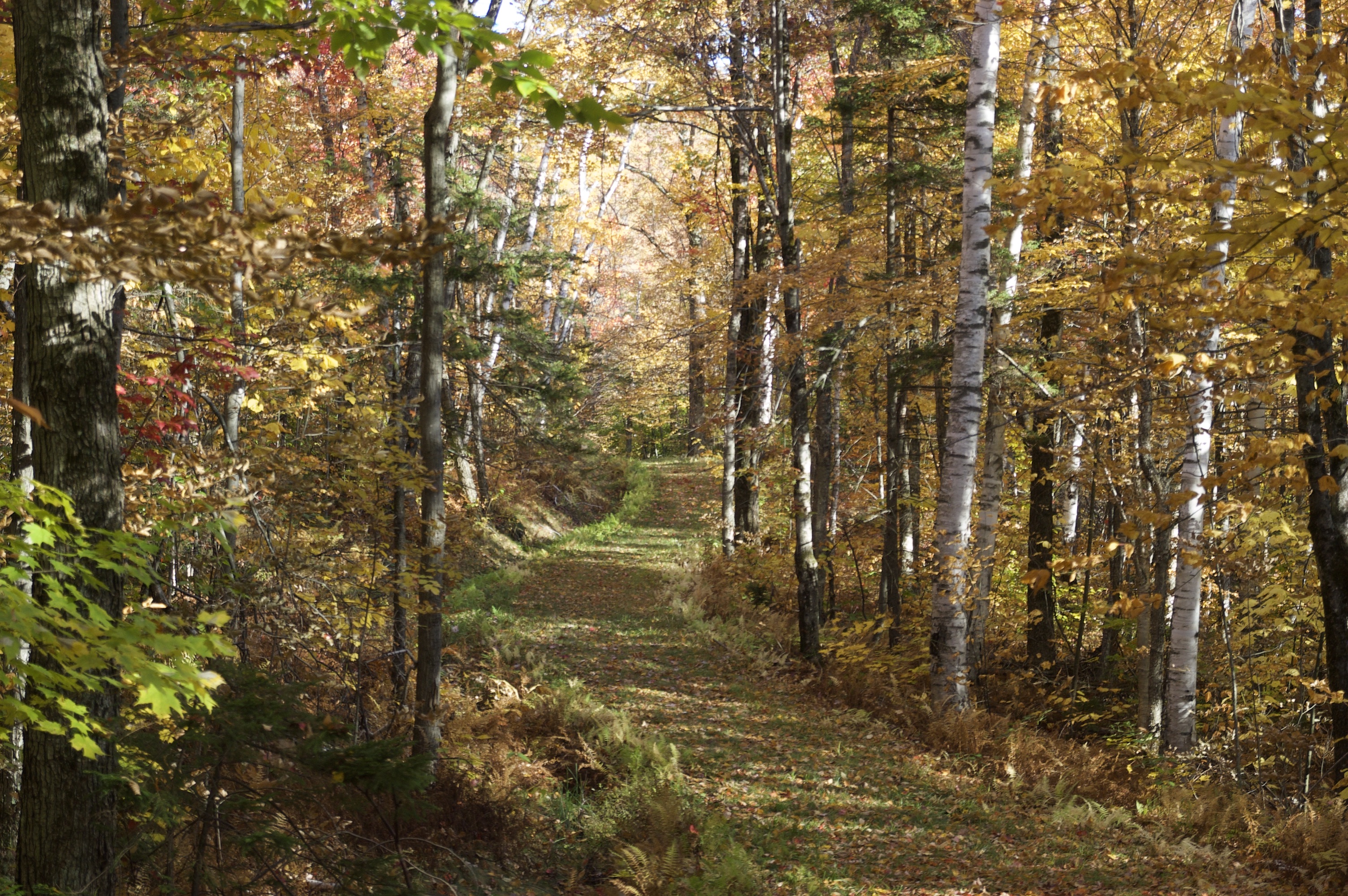 Scenic autumn forest path with colorful fall foliage at Windekind.