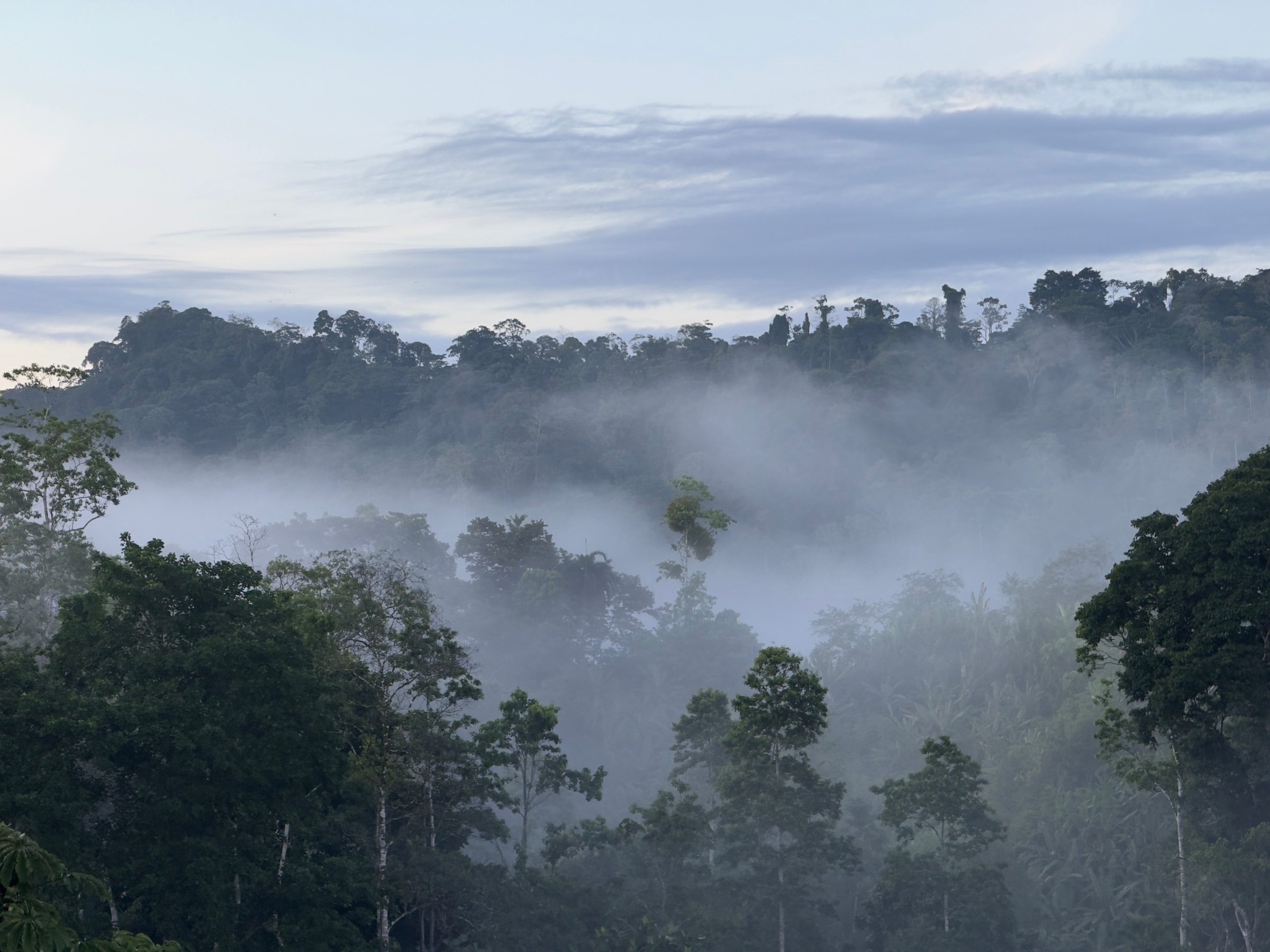 Lush forest landscape with mist and distant hills in Valle Armonia.