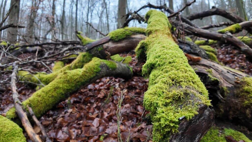 Close-up of moss-covered fallen tree in a forest setting.