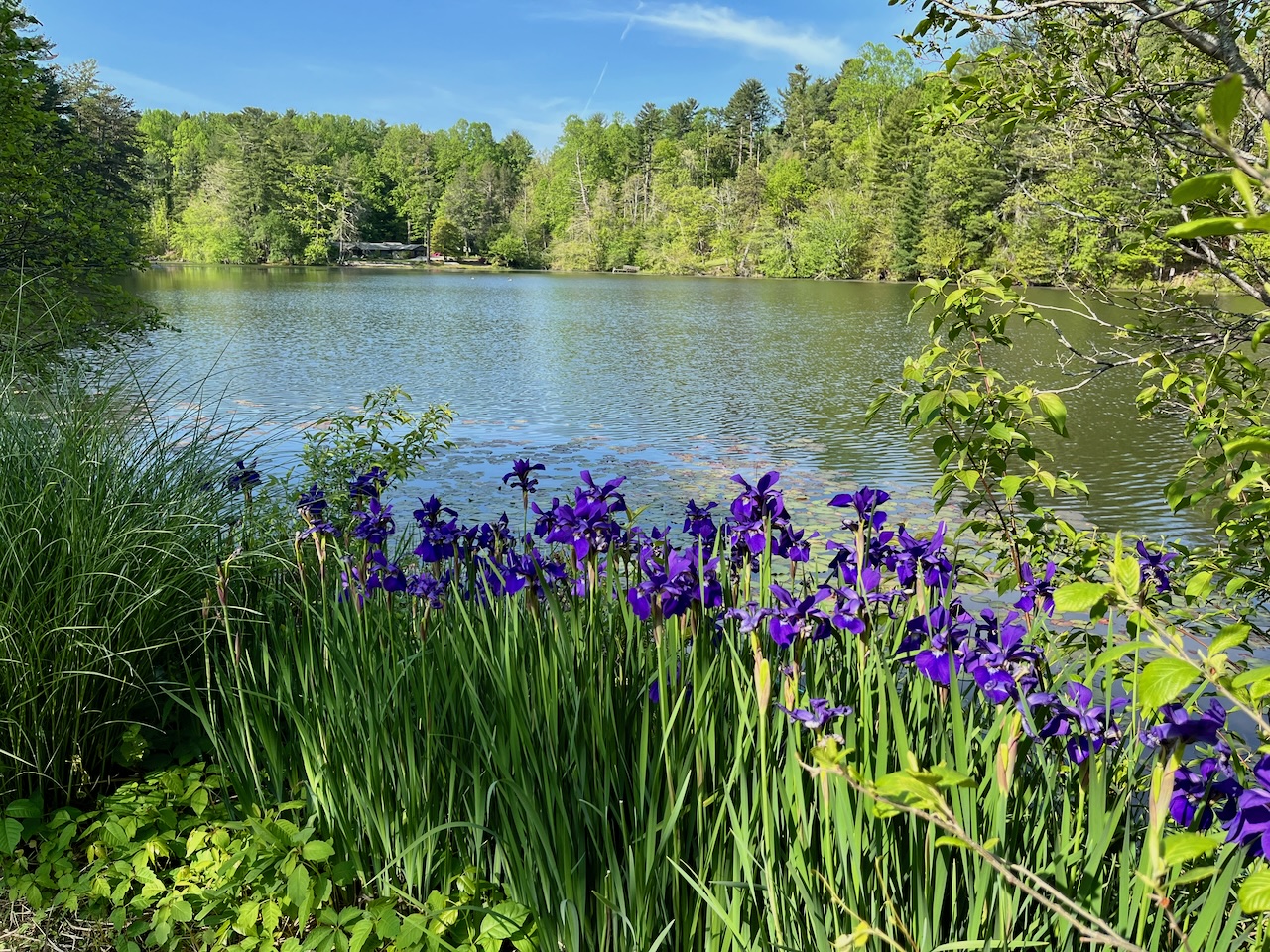 Scenic view of Highland Lake with purple irises and lush green trees.