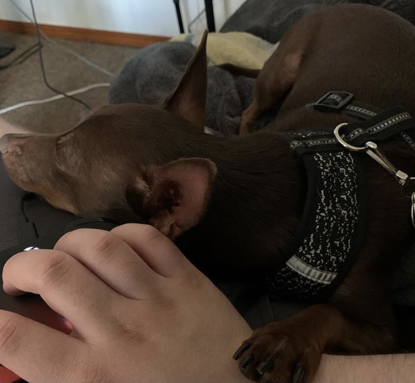 Two dogs sleeping peacefully, one with a harness, in a cozy indoor setting.