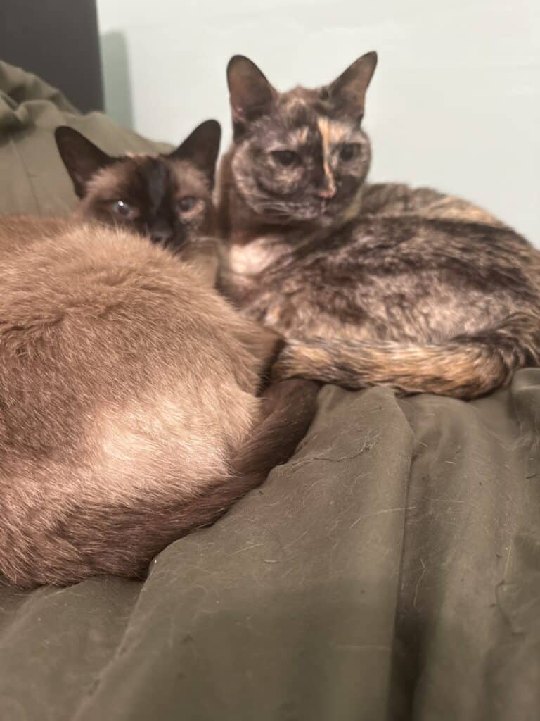 Two cats relaxing on a couch, one with tortoiseshell fur and the other with Siamese features.