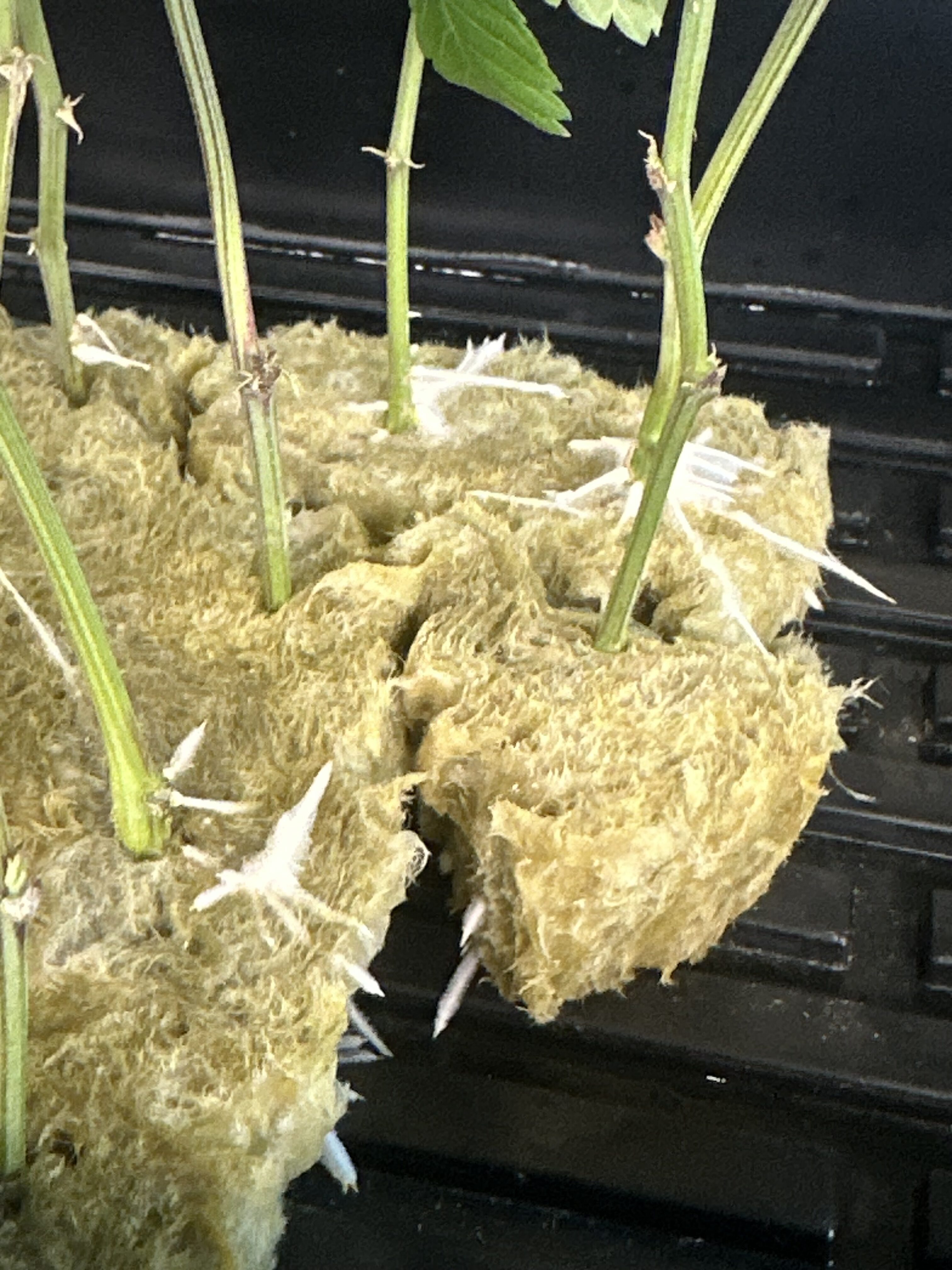 Close-up of strawberry plant roots in hydroponic system with foam support.