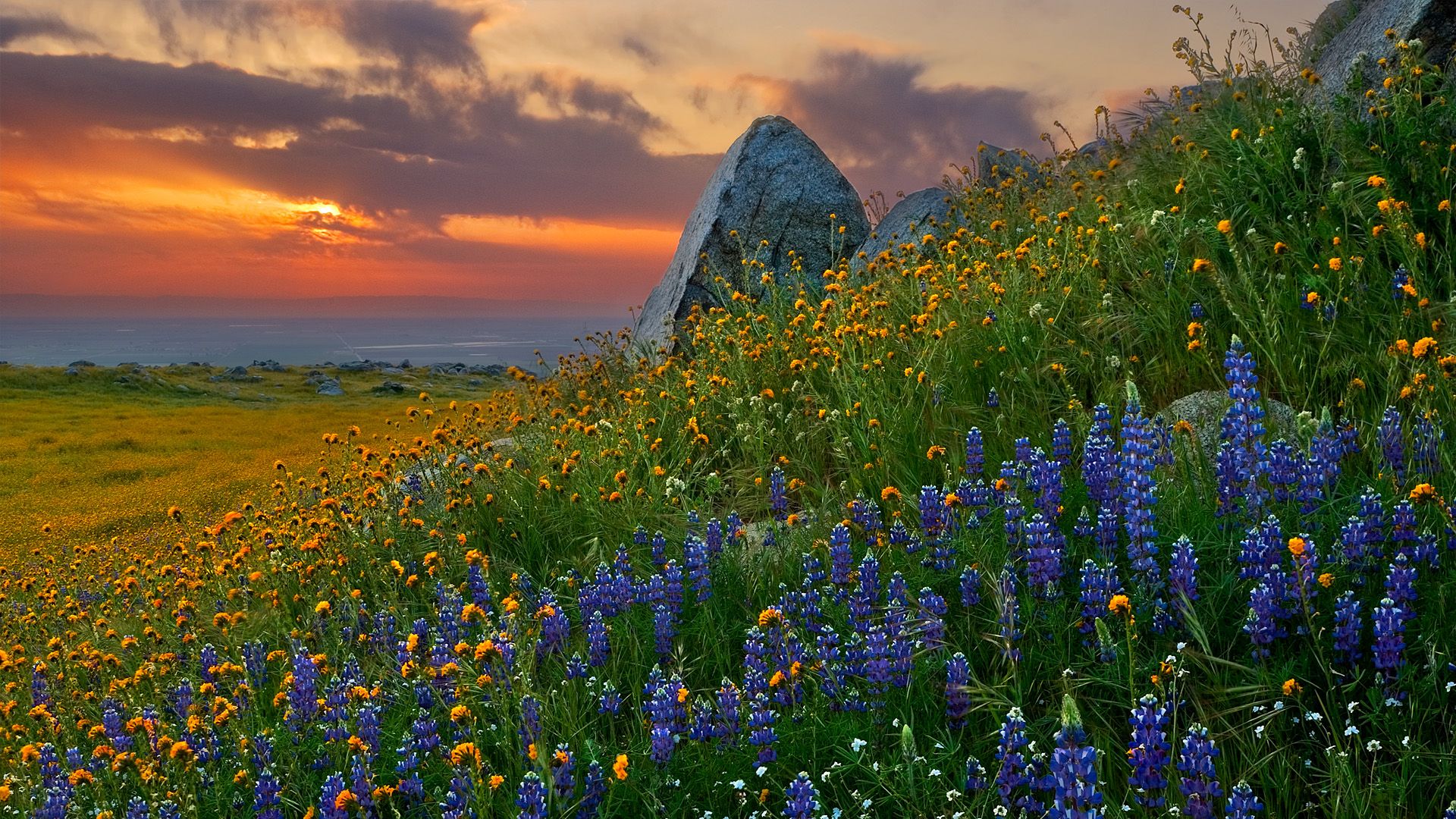 Beautiful wildflower-covered hillside with sunset sky and large rocks.