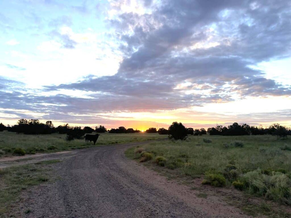 Open field with a dirt road and grazing horses at sunset.
