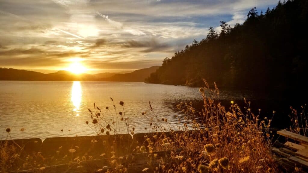 Beautiful sunset over a calm lake with trees and wildflowers in foreground.