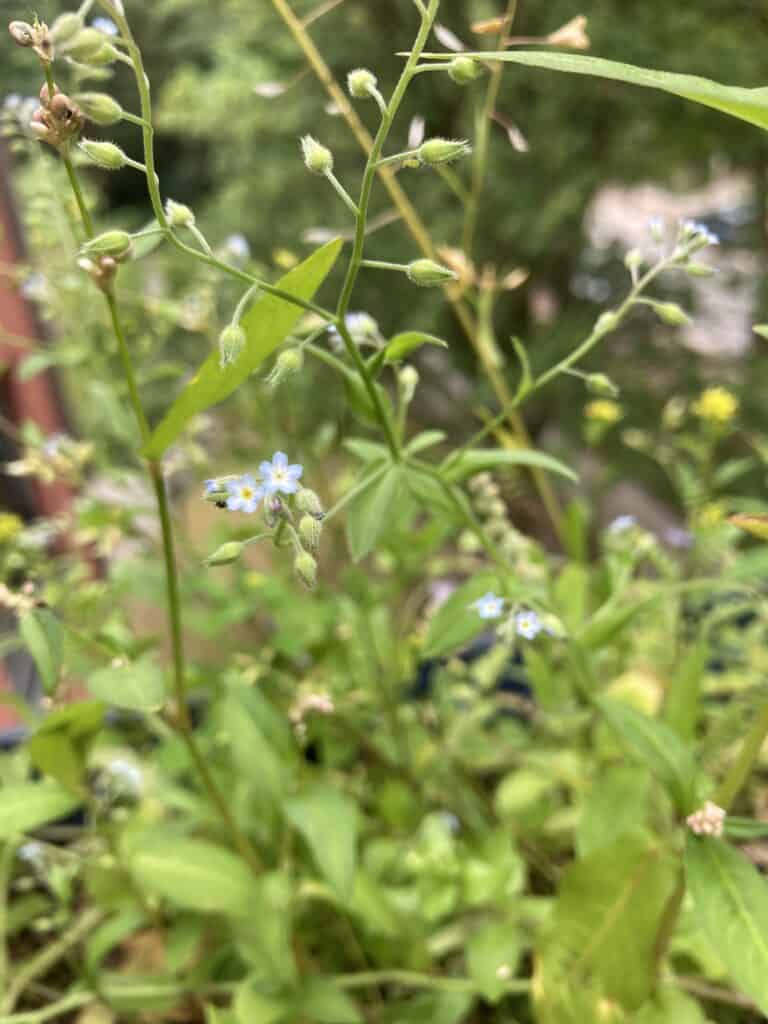 Field of small blue flowers with green stems and leaves in a garden.