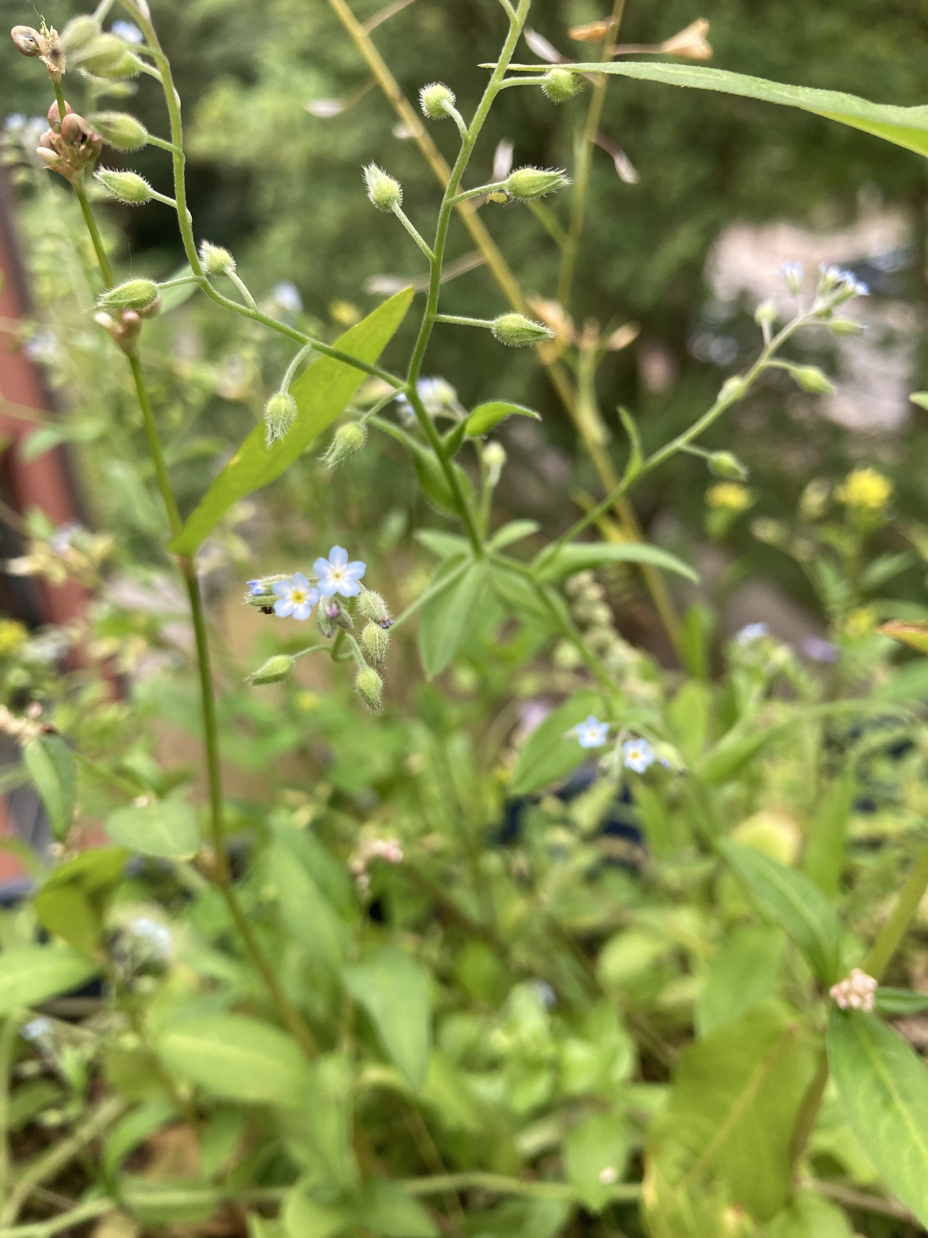Field of small blue flowers with green stems and leaves in a garden.