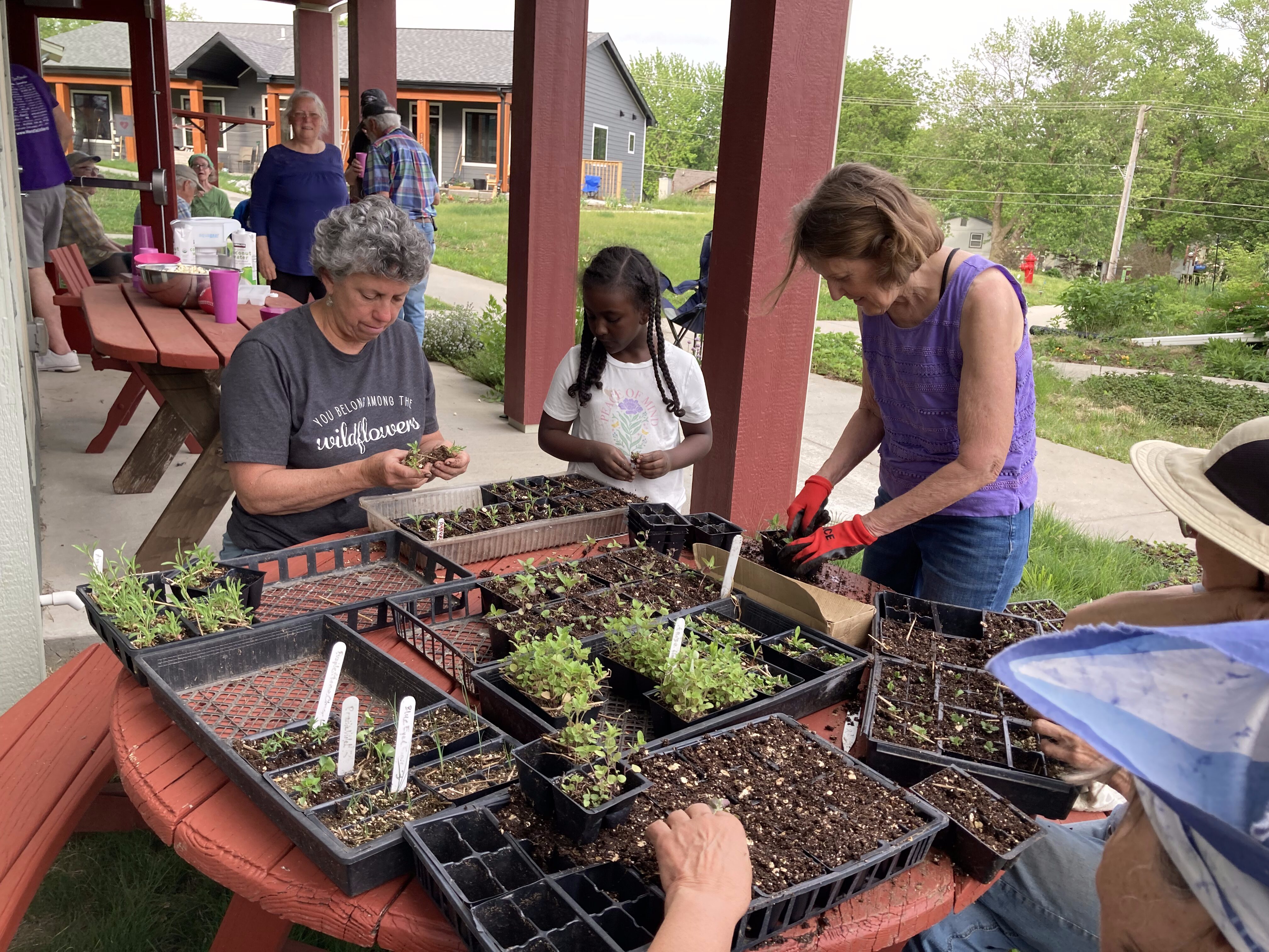People planting seedlings in community garden at Prairie Hill Cohousing.