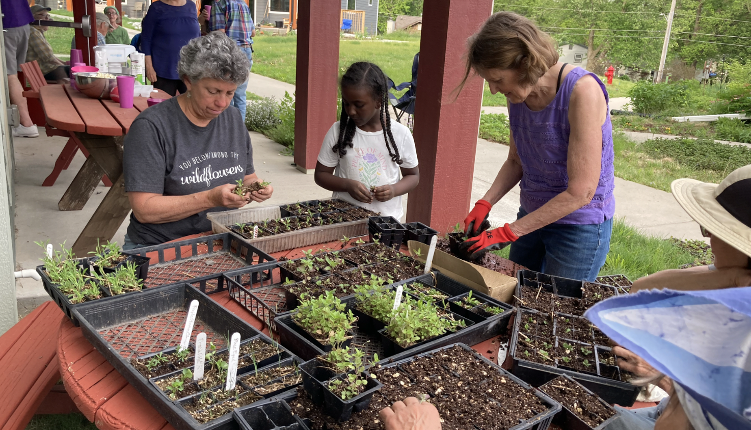 People planting seedlings in community garden at Prairie Hill Cohousing.
