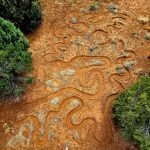 Nomadic Earthling Fellowship