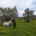 Milos Project