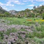 GAYA community of consciousness