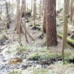 Vancouver Island North