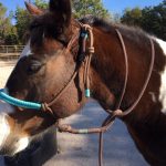 Apex Equine Sanctuary Cohousing