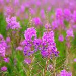 Fireweed