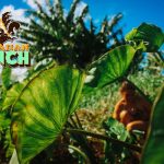 Hui Nā Mauna Kī ʻĀ (aka Hawaiian Ranch)