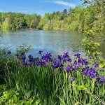 Forest Glen at Highland Lake