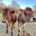 Manifest Destination