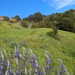 East Bay Lavender Collective