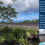 Hedonisia Hawaii Creative Community